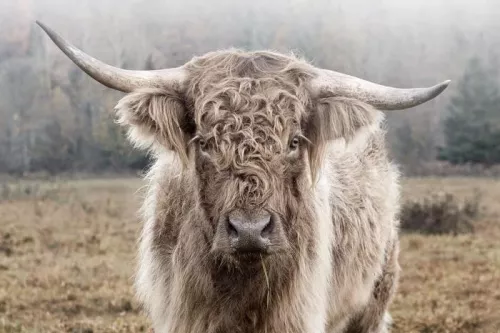 Highland in der Natur 120x80cm