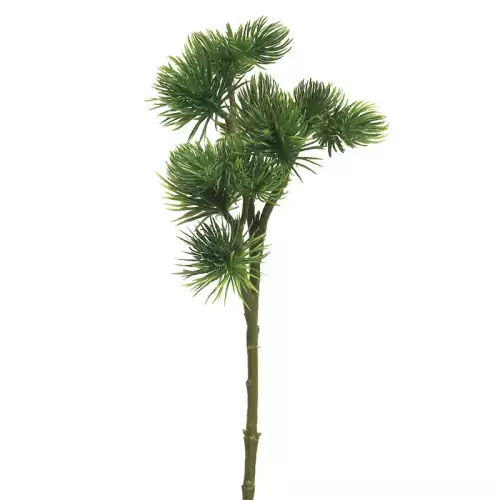 Pinus Spray Mugo Grün 58cm