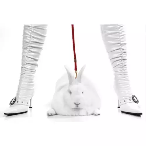 Pit Bull Hase/Weiße Stiefel 80x120x2cm