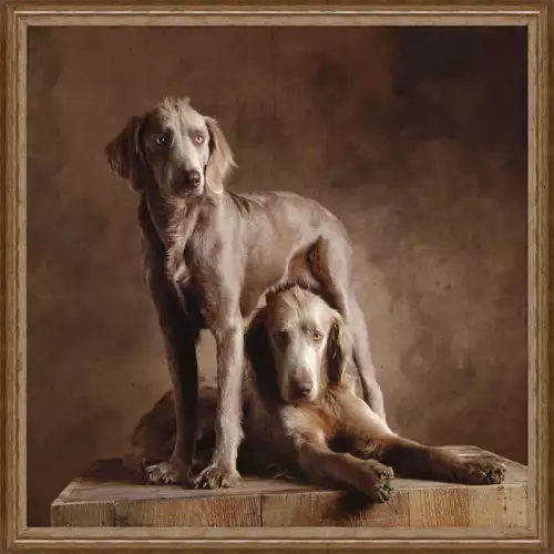 Langhaar-Weimaraner 100x100x3cm