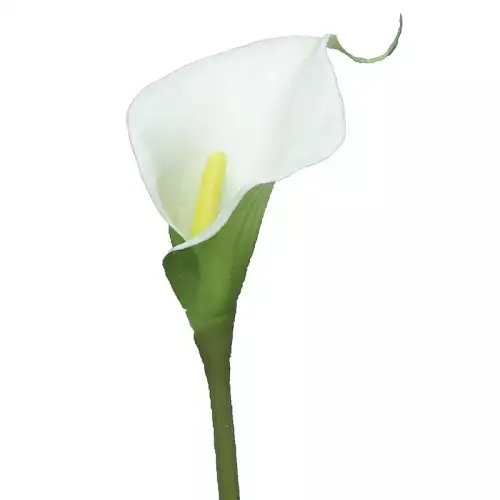 Calla Sannah Creme 8x8x57cm