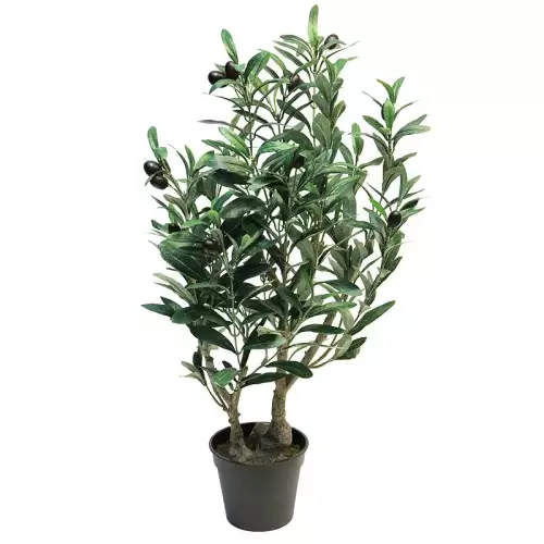 Olivenbaum 70x50x40cm