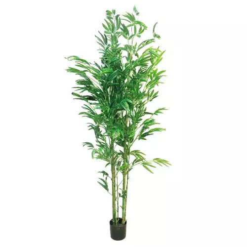 Bambusa Vulgaris 150x60x40cm