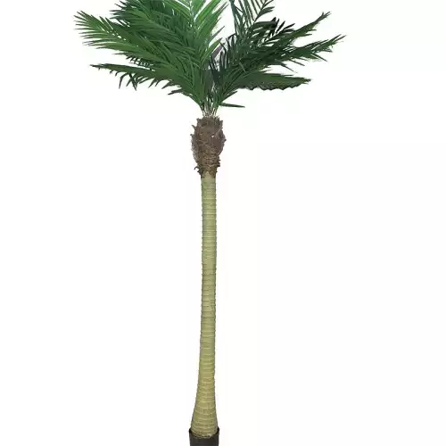 Areca Palme Maui W/Topf 240x70x30cm
