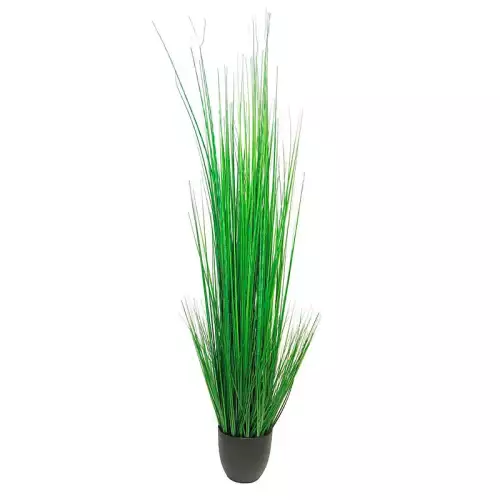 King Festuca In Pot 30x30x150cm