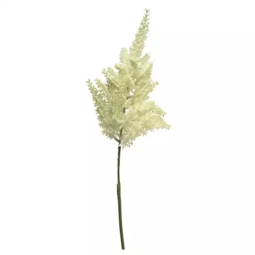 (Best) Astilbe Sprühcreme 70cm