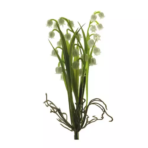 Convallaria Buschcreme 19cm