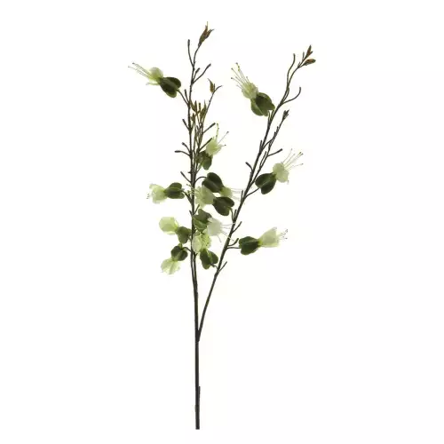 Dicentra Sprühcreme 81cm