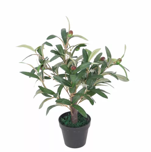 Olive Tree 45cm