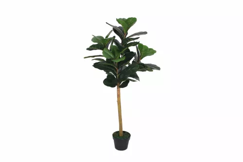 Fiddle Fig 120cm