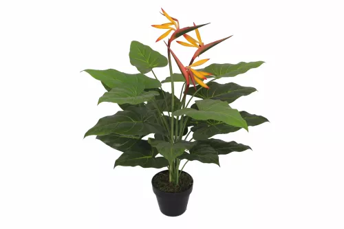 Birgs of Paradise 75cm