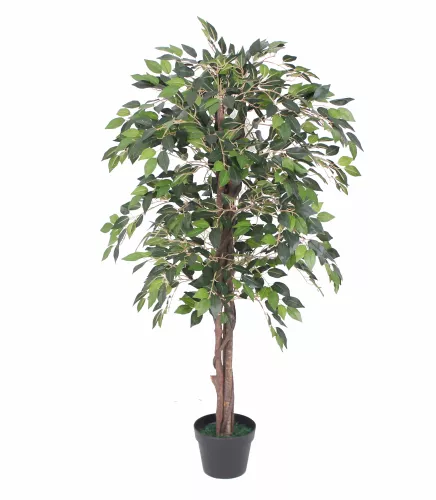 Mini Ficus 120cm