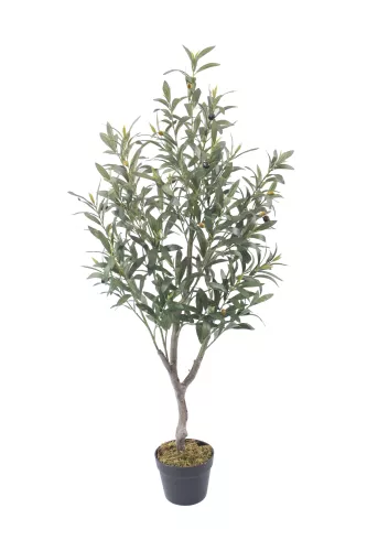 Olive Tree 120cm