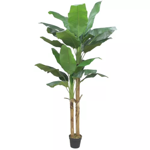 Green Banana 210cm