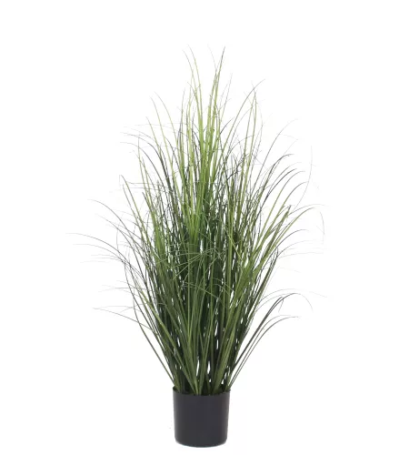 Onion Grass 80cm