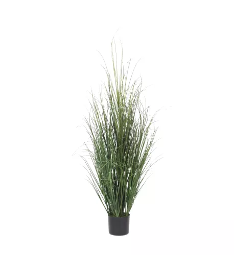 Onion Grass 130cm