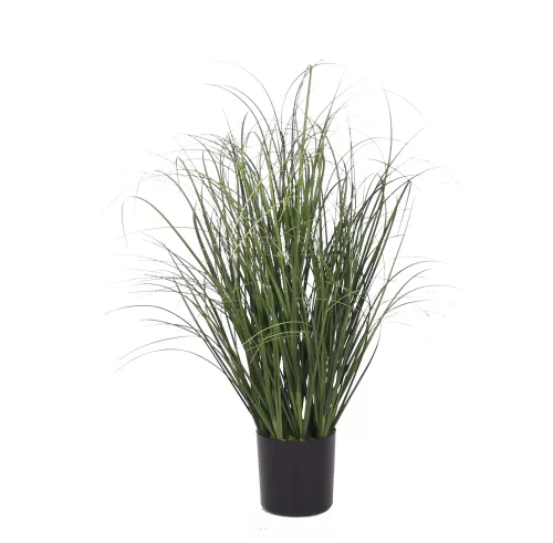 Onion Grass 55cm
